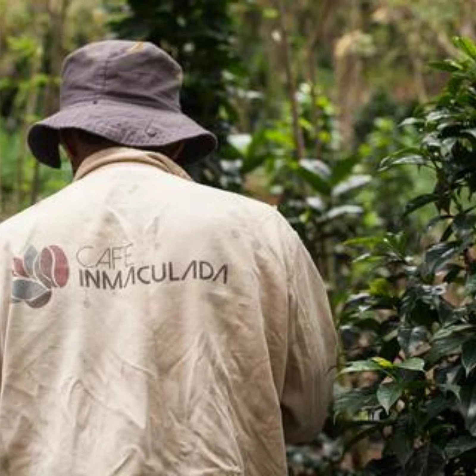 Inmaculada. Café de Colombia - Image 2