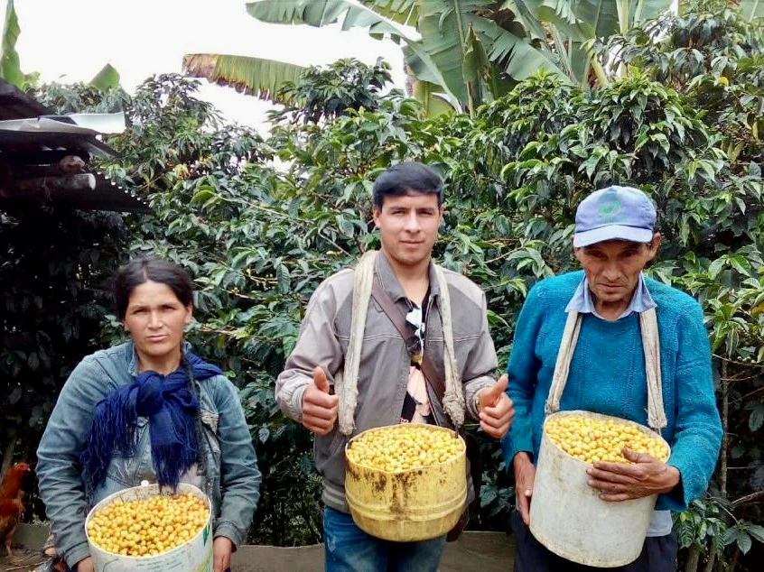 La Colmena. Café de Perú - Image 3