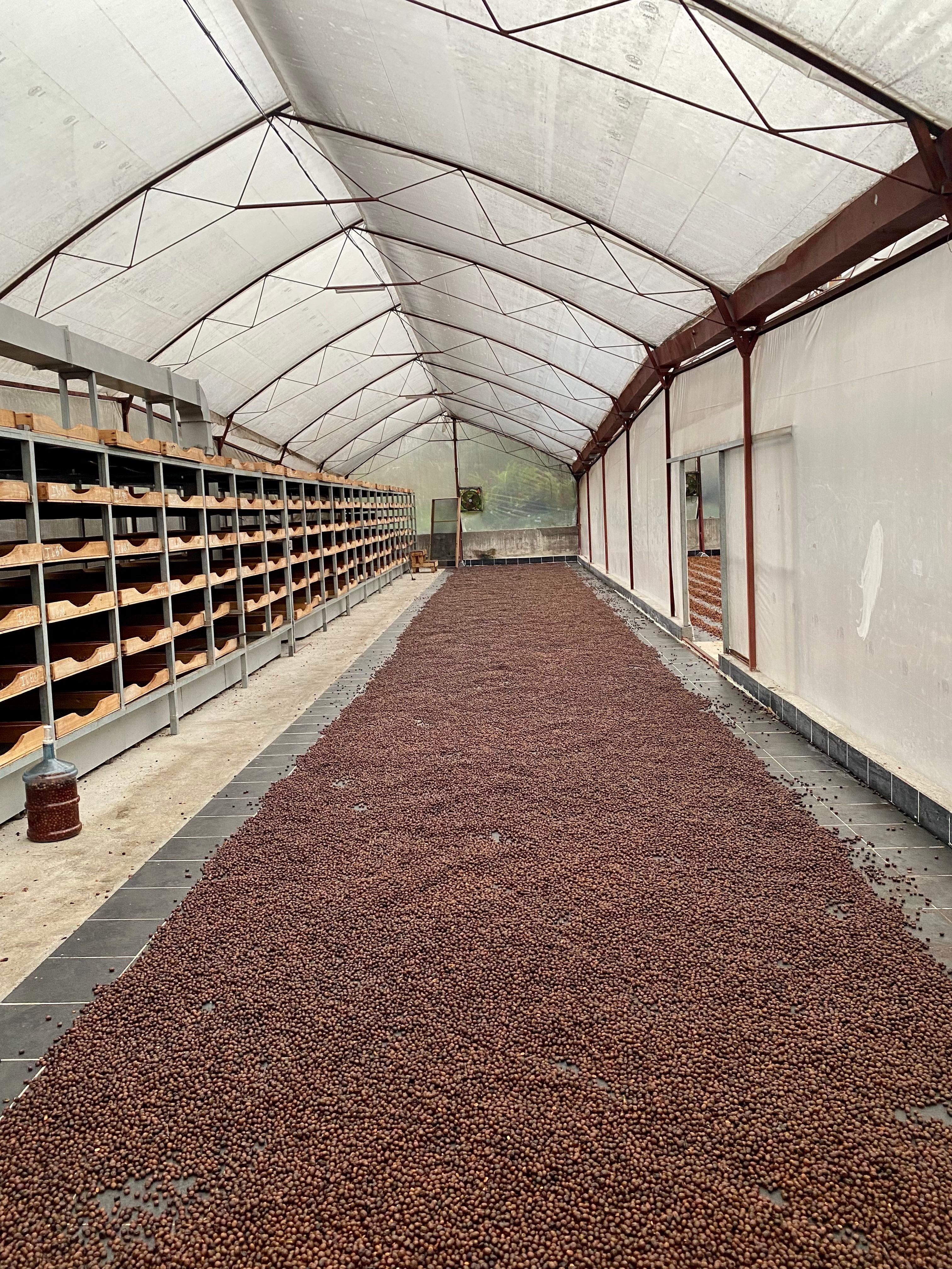La Esperanza. Cafe de Costa Rica - Image 4