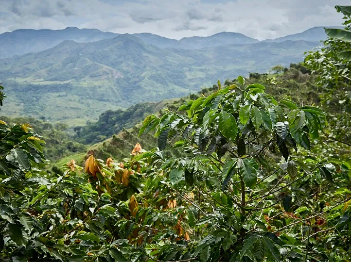 La Luisa. Kiwi infused fermentación, Anaerobic Honey. Café de Colombia - Image 2