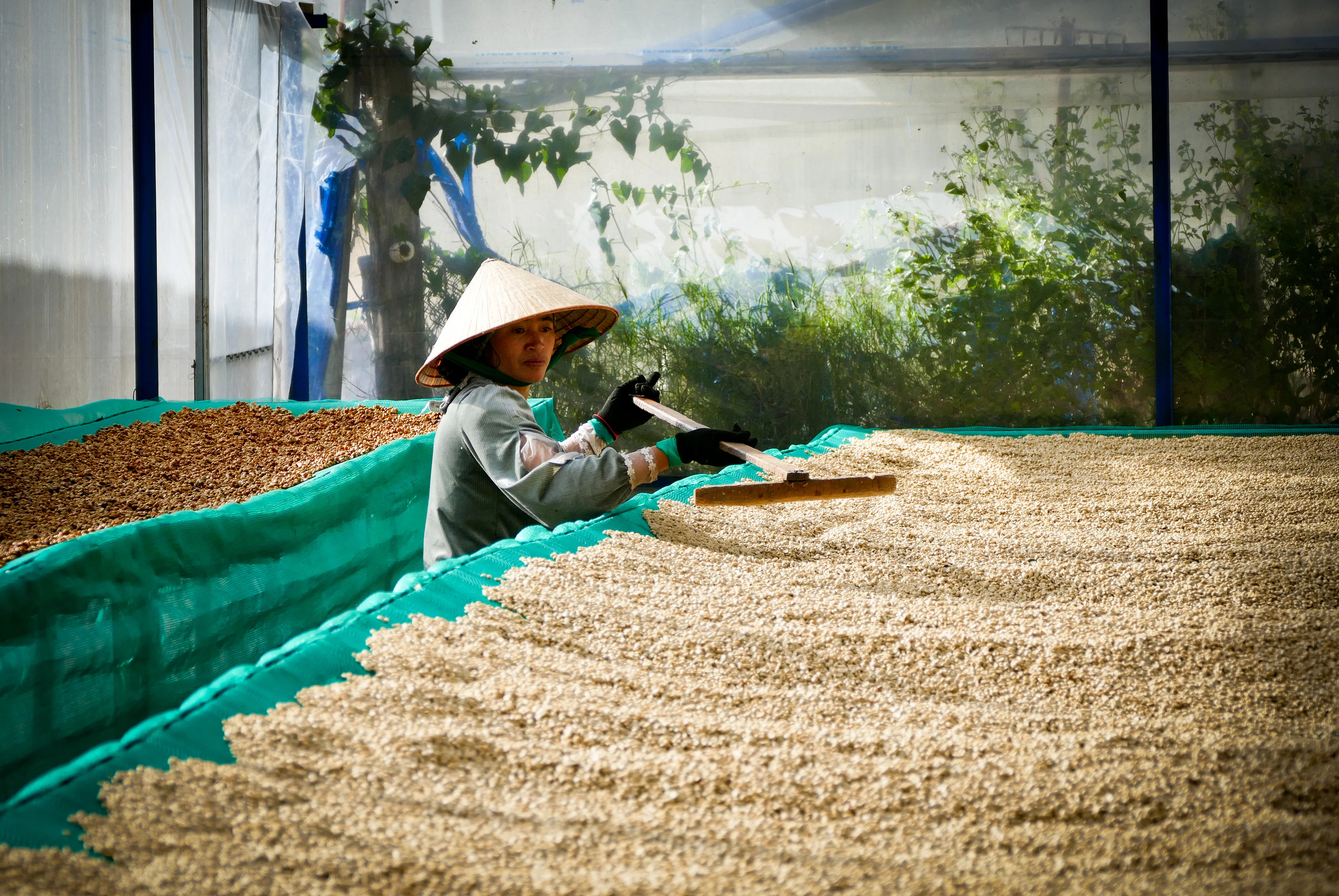Lang Biang. Café de Vietnam - Image 3