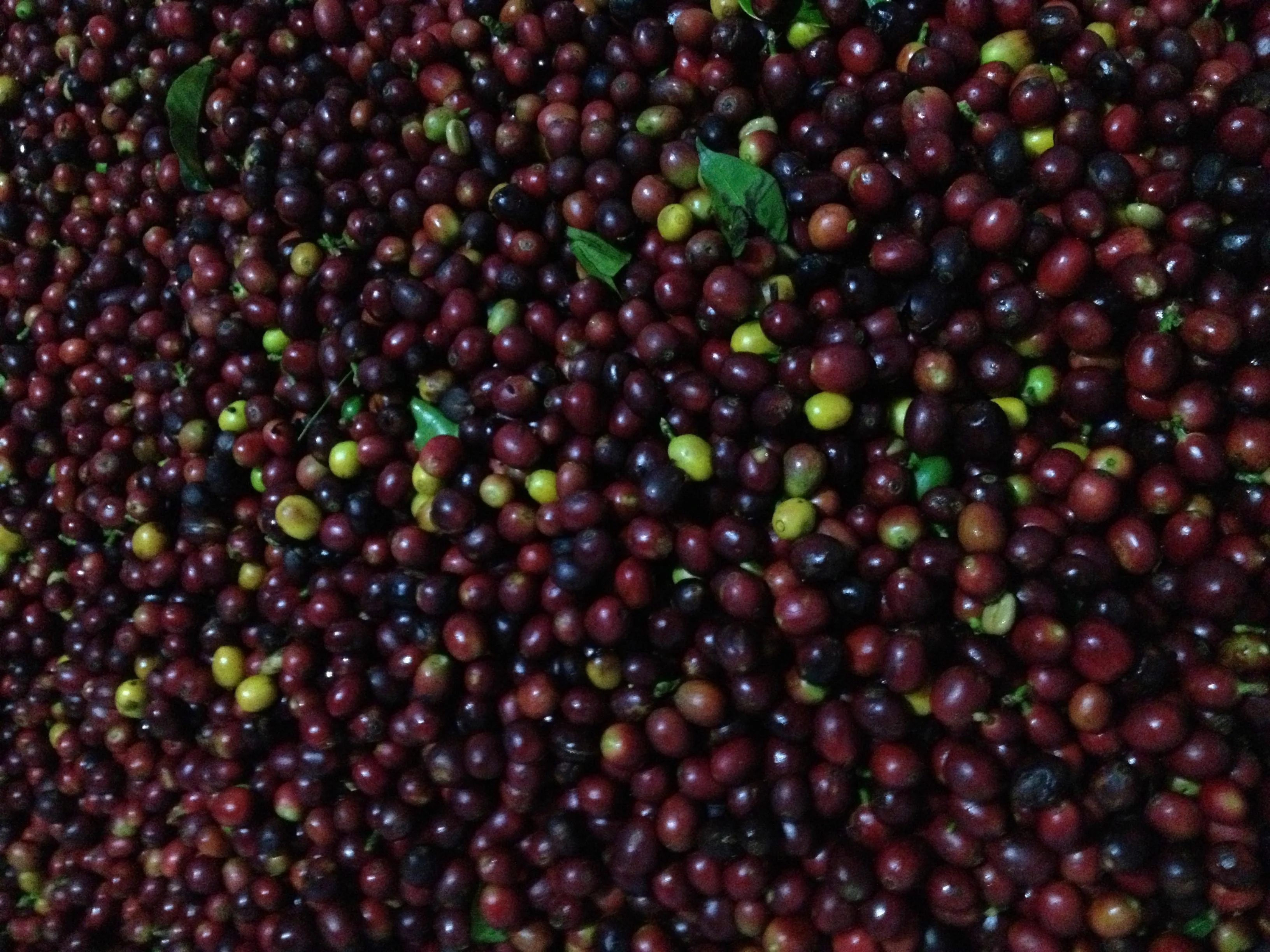 Las Lomas. Cafe De Honduras - Image 3