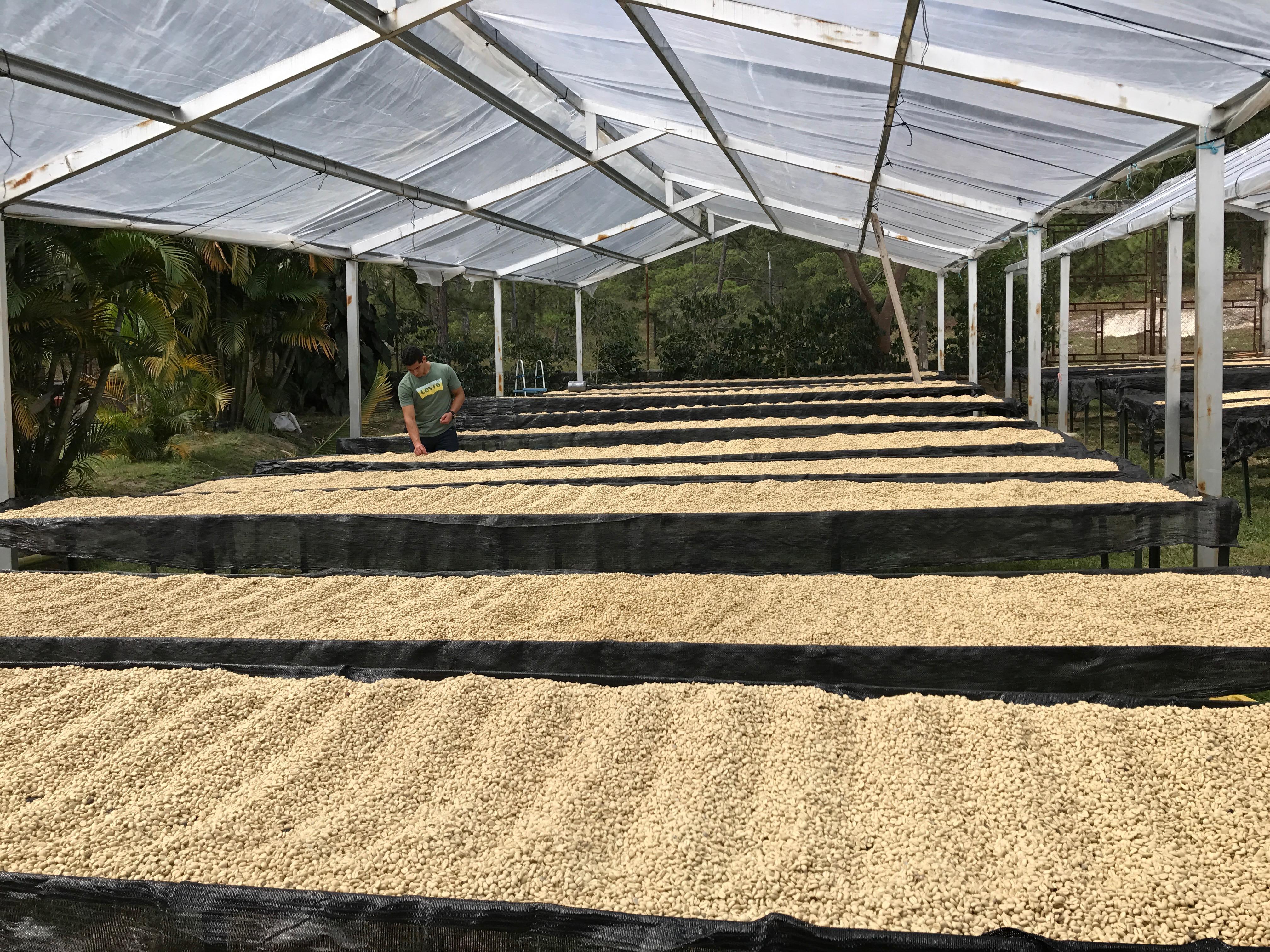 Las Lomas. Cafe De Honduras - Image 6