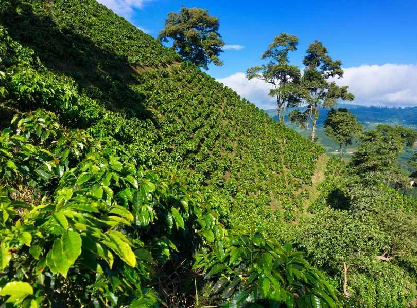 Red Plum. Café de Colombia - Image 2