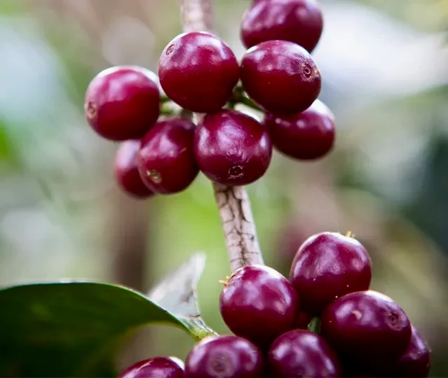 Uraga Anaerobic. Café de Etiopía. - Image 2